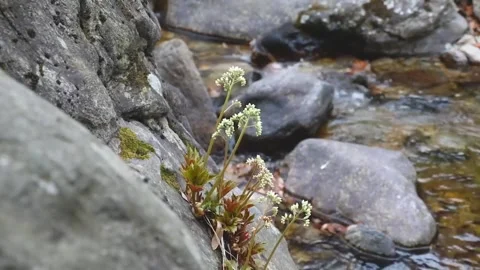 What a view 库存影片 242402940