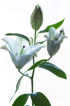 Whate lilly Stock Photos