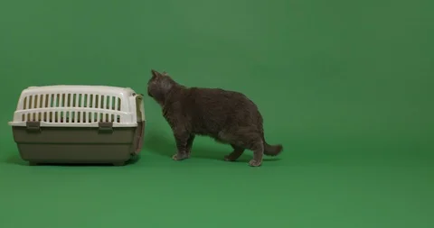 What's in the bag ? Stock Footage 102955426