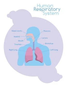 What's inside human respiratory system Stock Illustration