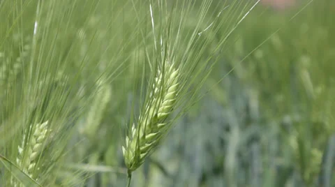 Wheat 1 - blurry background Stock Footage 39076254