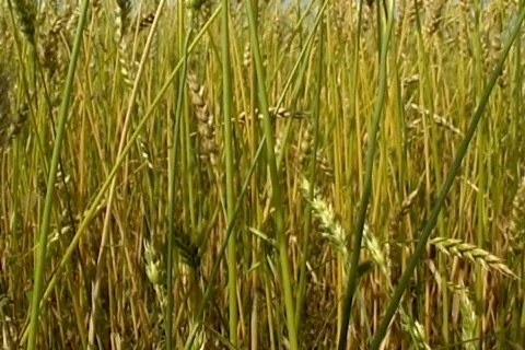 Wheat 1  Stock Footage 380050