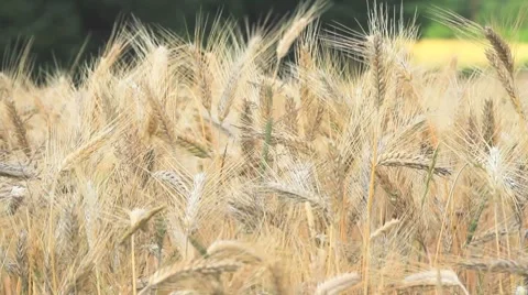 Wheat 1 Stock Footage 8047139