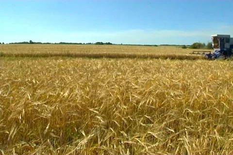 Wheat 10  Stock Footage 380052