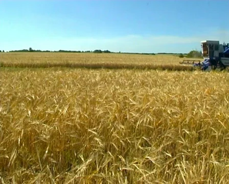 Wheat 10 P Stock Footage 510465