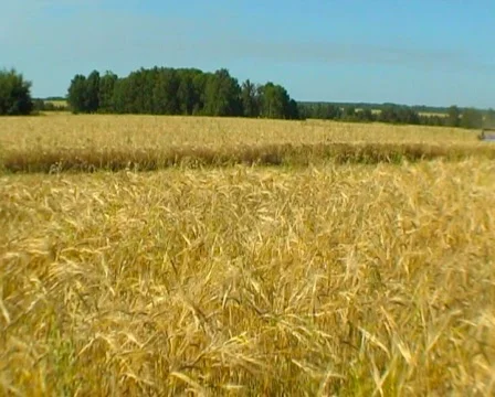Wheat 11 P Stock Footage 510474