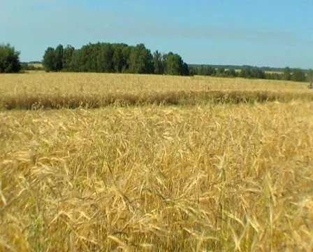 Wheat 11.30 P Stock Footage 510478