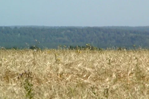 Wheat 17  Stock Footage 380298