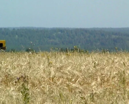Wheat 17 P Stock Footage 510491