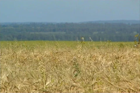 Wheat 18  Stock Footage 380327