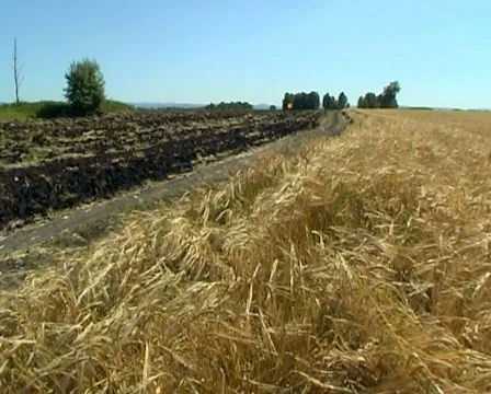 Wheat 19 P Stock Footage 510527