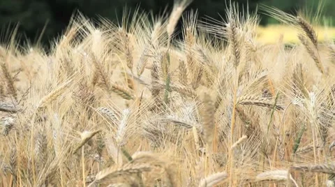 Wheat 2 Stock Footage 8048792
