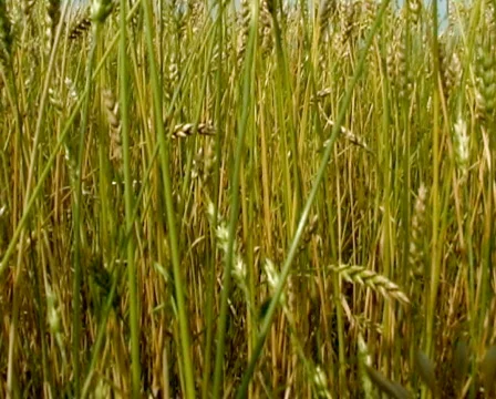 Wheat 2 P Stock Footage 510528