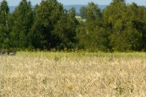 Wheat 20  Stock Footage 380425