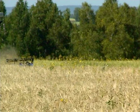 Wheat 20 P Stock Footage 510547