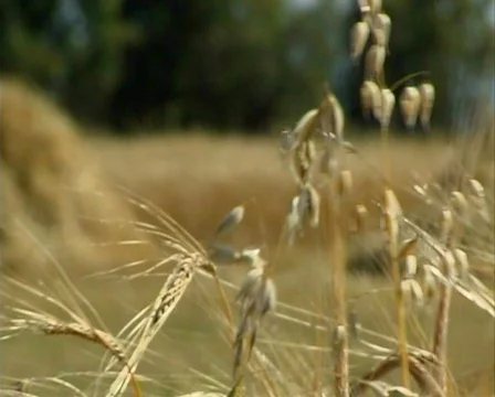 Wheat 22 P Stock Footage 510560