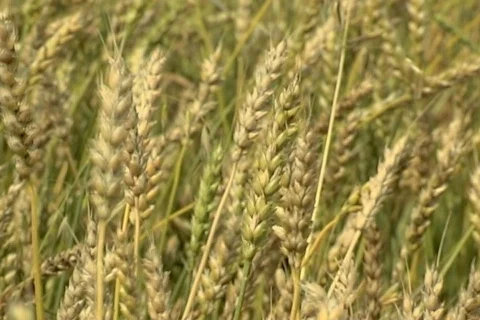 Wheat 26  Stock Footage 380534