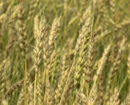 Wheat 26 P Stock Footage 510596