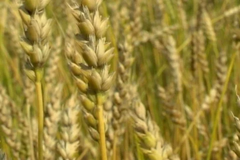 Wheat 27  Stock Footage 380536