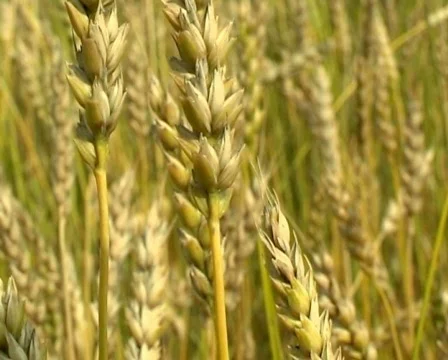 Wheat 28 P 스톡 동영상 510603