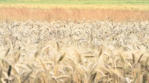 Wheat 3 Stock Footage 8059287