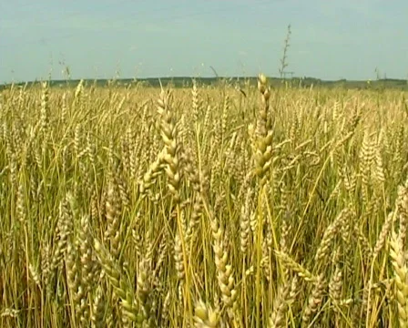 Wheat 3 P Stock Footage 510626
