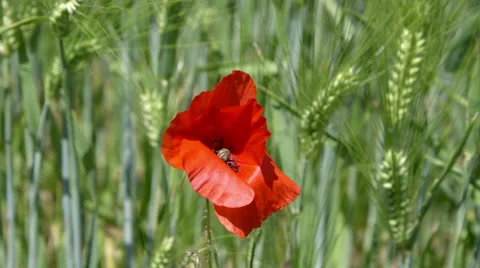 Wheat 3 - With red flower Stock Footage 39076751