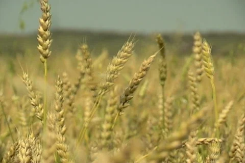Wheat 31  Stock Footage 380804