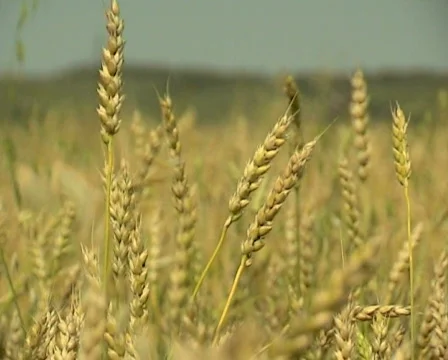 Wheat 31 P 스톡 동영상 510634