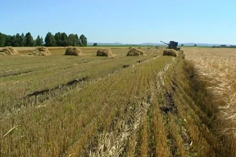 Wheat 34  Stock Footage 380888