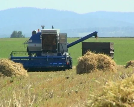 Wheat 35 P Stock Footage 510664
