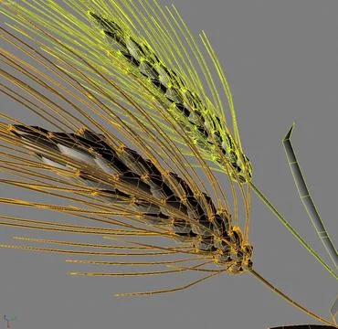 Wheat 3D Model