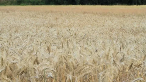 Wheat 4 Stock Footage 8059778