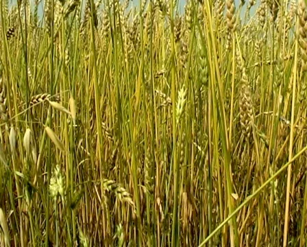 Wheat 4 P Stock Footage 510685