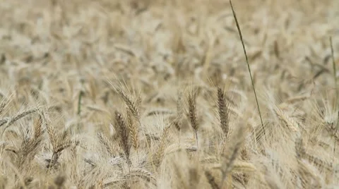 Wheat 5 Stock Footage 8061414