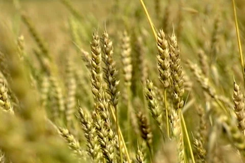 Wheat 6  Stock Footage 381017