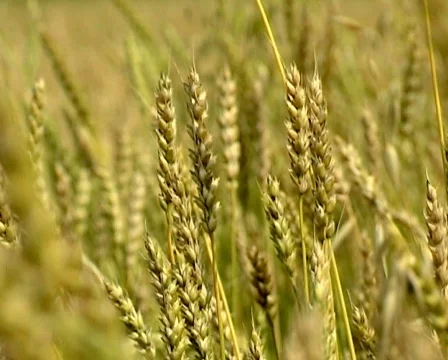 Wheat 6 P 스톡 동영상 510872