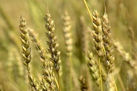 Wheat 7  Stock Footage 381013