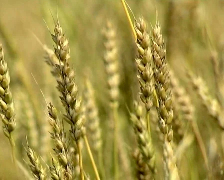 Wheat 7 P Stock Footage 510879