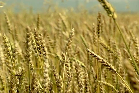 Wheat 8  Stock Footage 381025