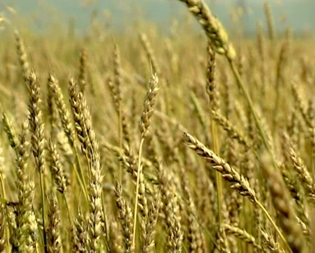 Wheat 8 P Stock-Footage 510894