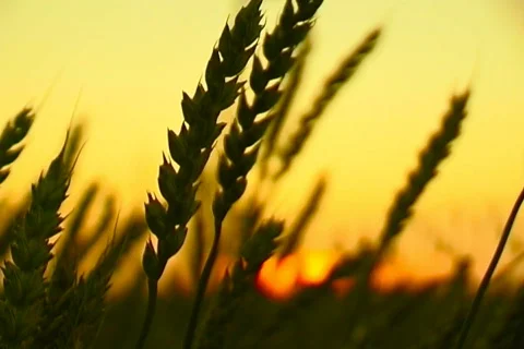 Wheat 9  Stock Footage 381010