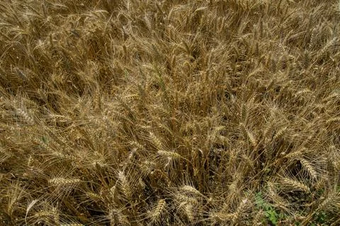 Wheat from above. Foto stock
