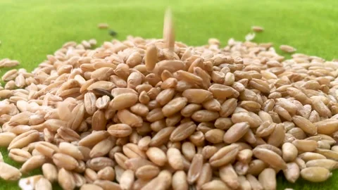 Wheat after harvest Stock Footage