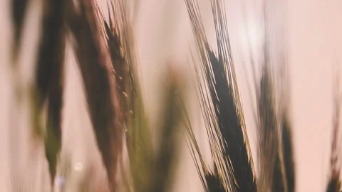 Wheat in afternoon sun closeup Stock Footage 128507103