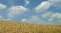 Wheat Against Clouds Time Lapse HD Footage