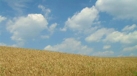 Wheat Against Clouds Time Lapse 02 動画素材 603594