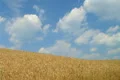 Wheat Against Clouds Time Lapse 02 Footage