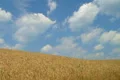 Wheat Against Clouds Time Lapse Footage
