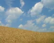 Wheat Against Clouds Time Lapse SD Footage